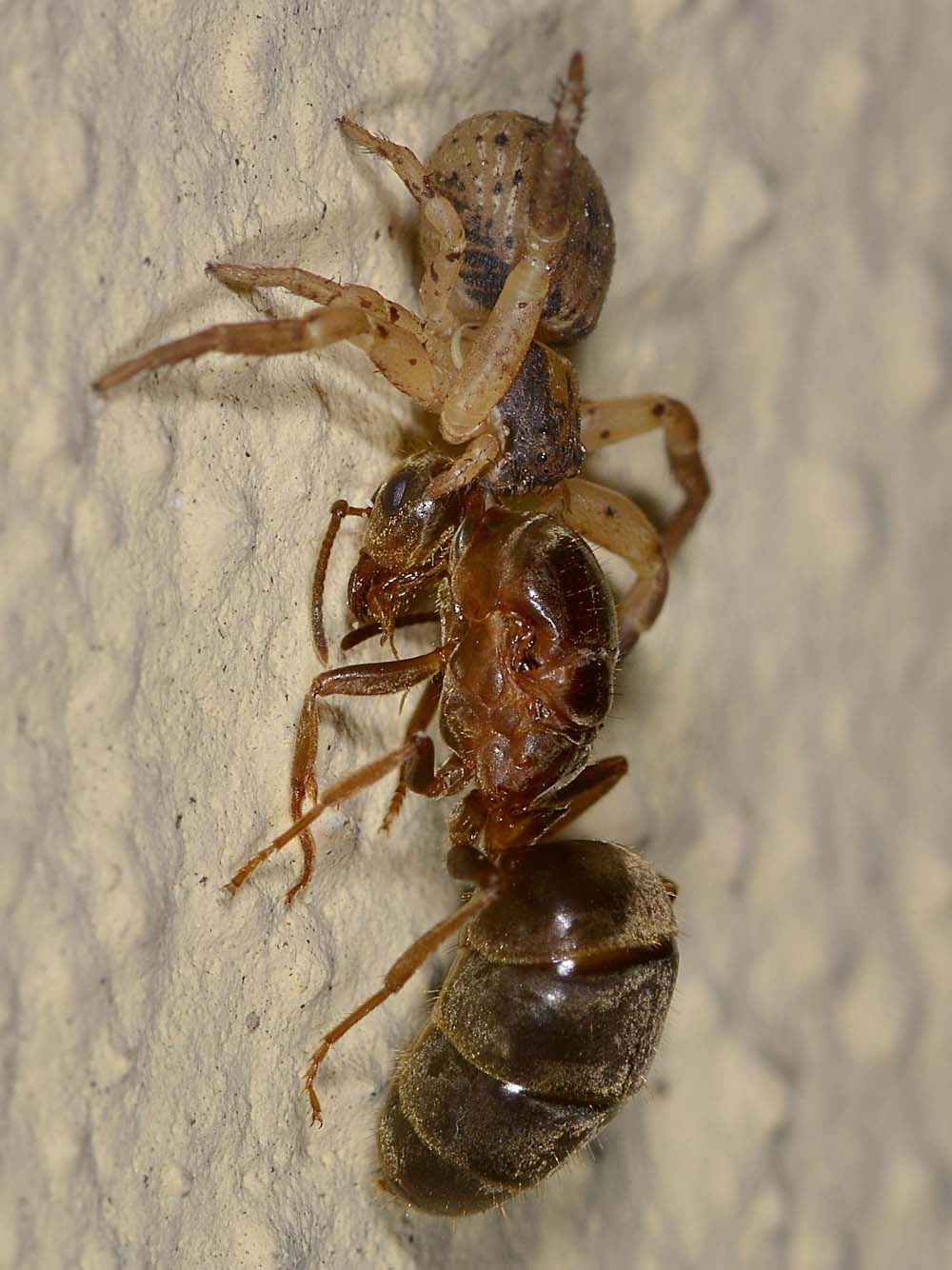 Lasius sp. con 